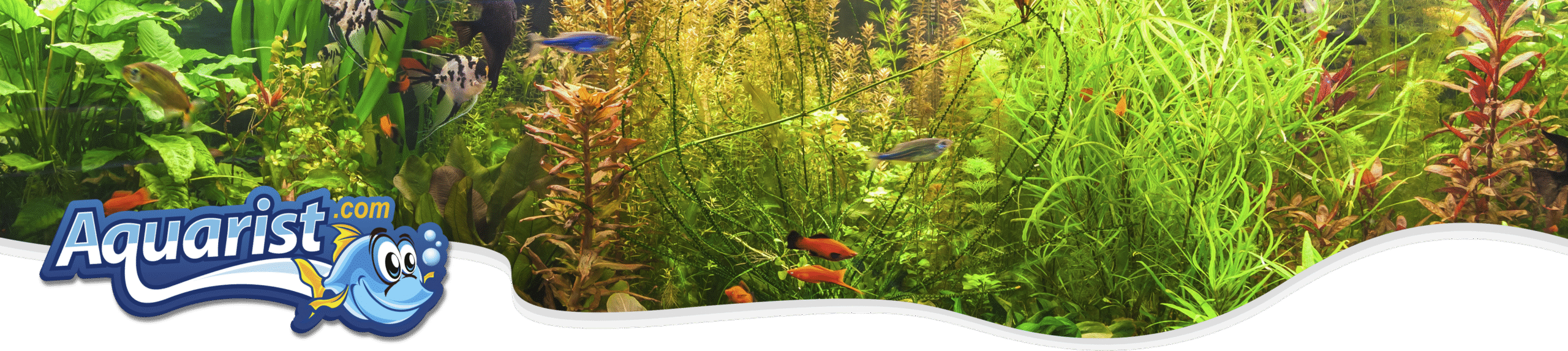 Freshwater Aquarist Freshwater Aquarist