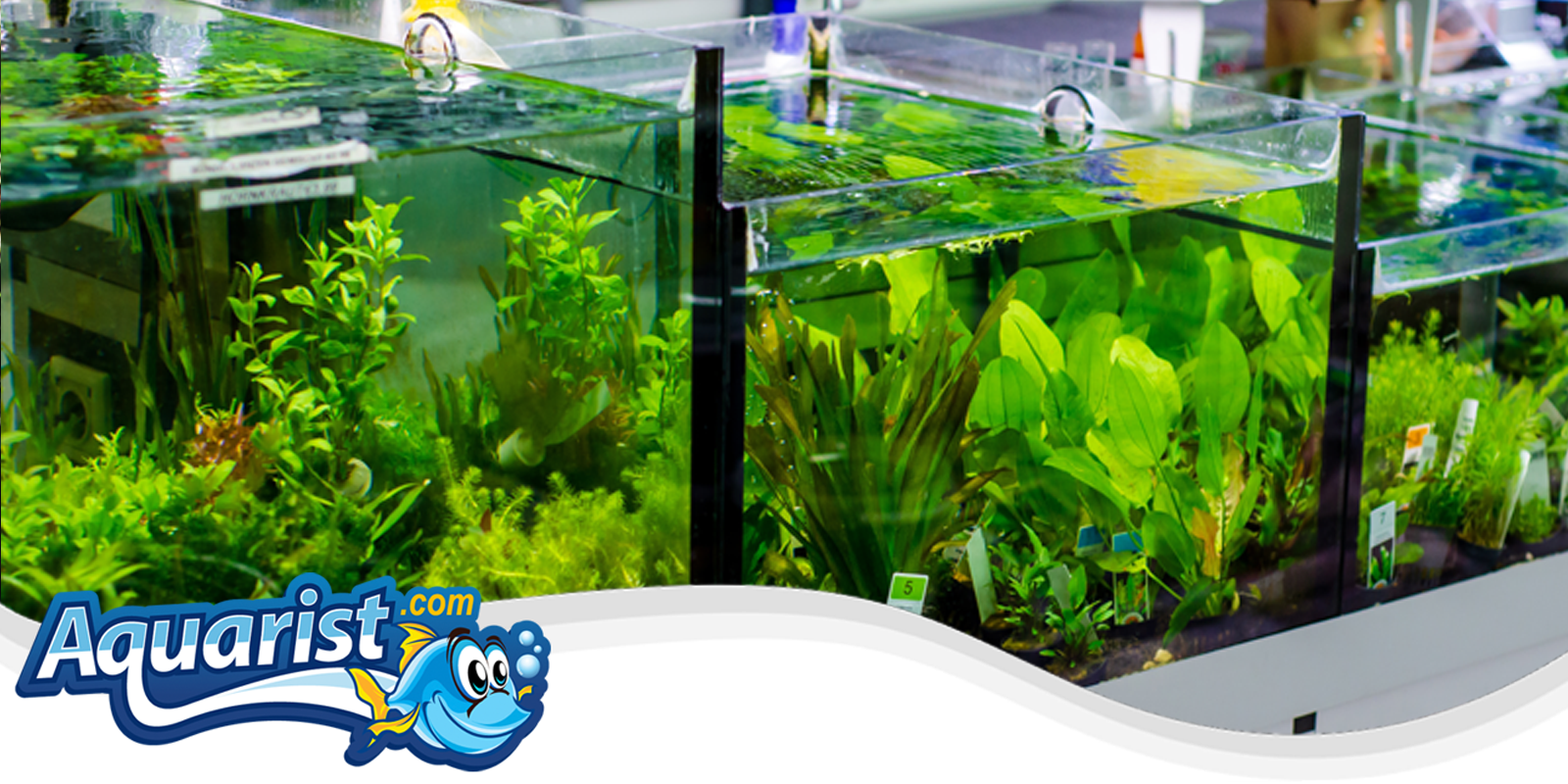 Aquatic Plants Aquatic Plants