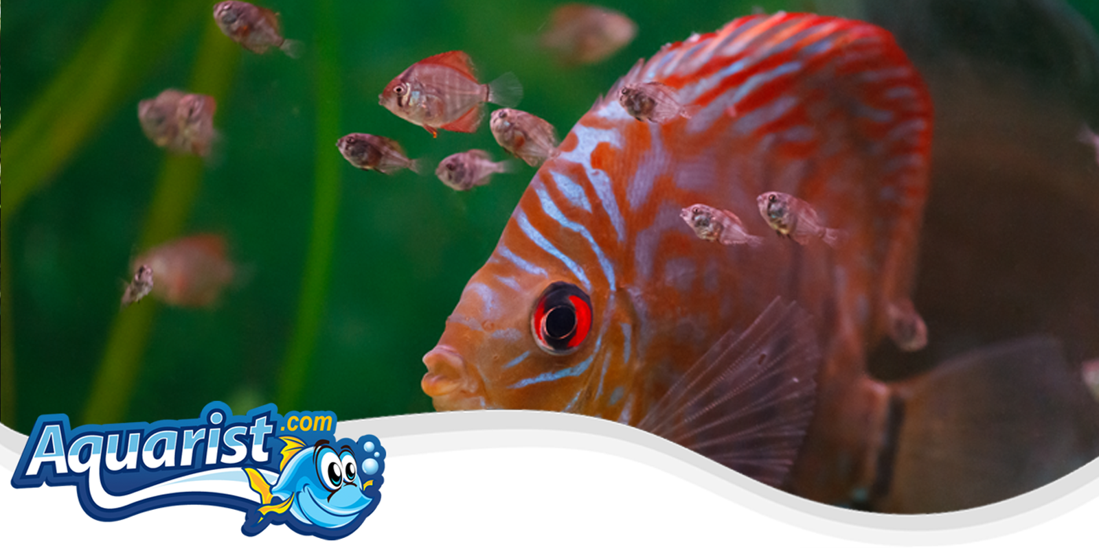 Breeding Freshwater Fish Breeding Freshwater Fish