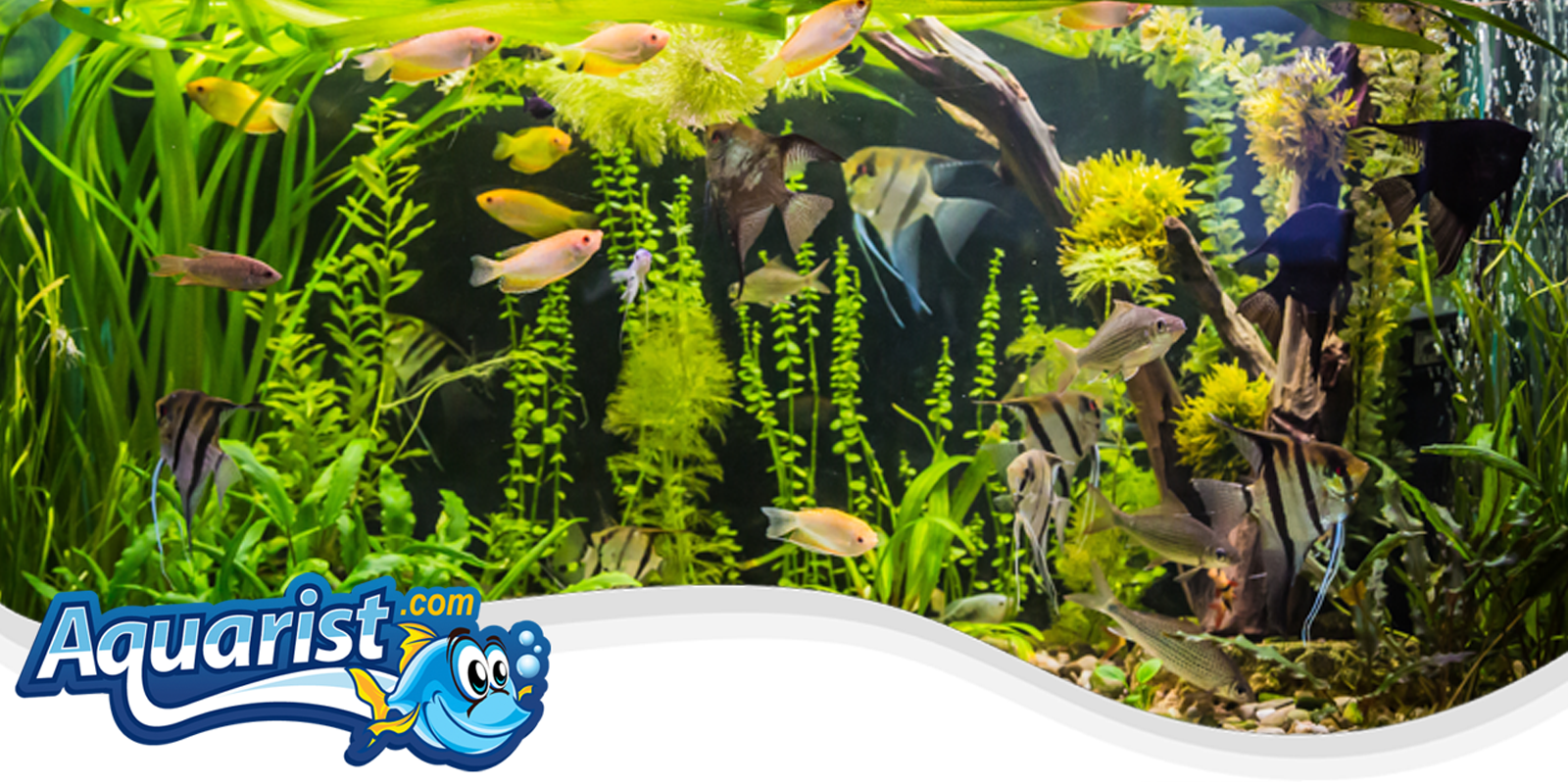 Freshwater Fish Species Freshwater Fish Species