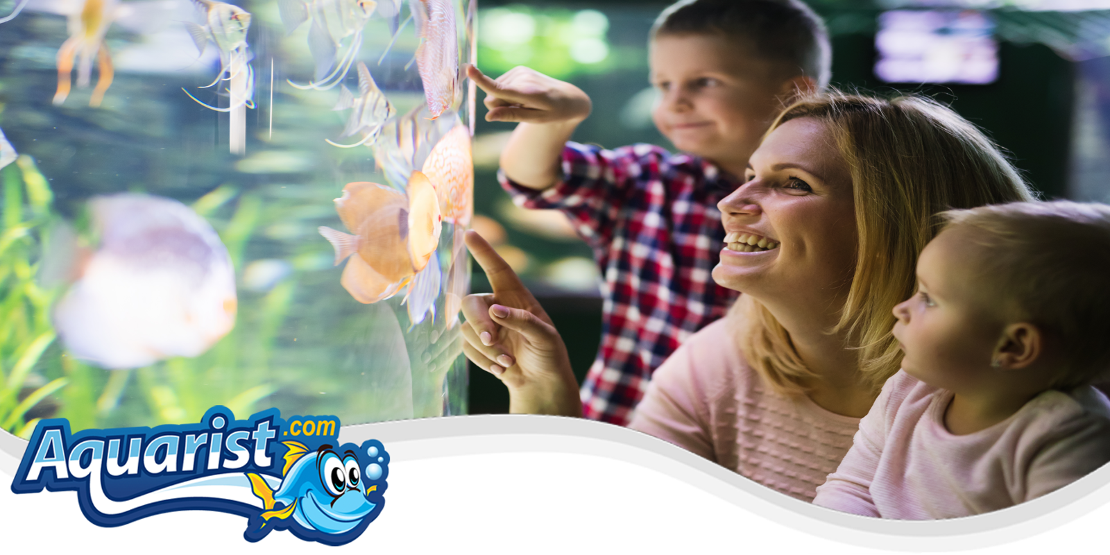 Freshwater Aquarium Freshwater Aquarium