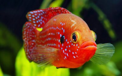 African Jewelfish