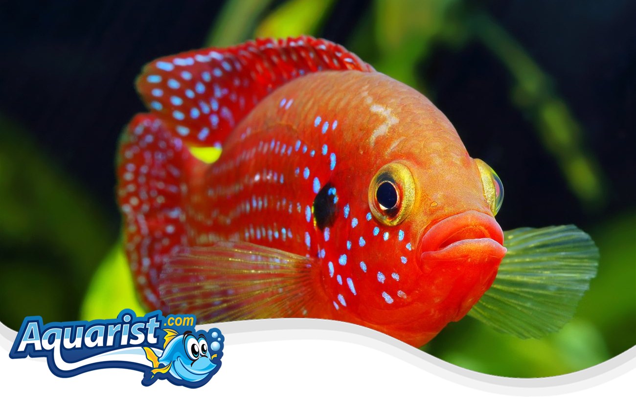 African Jewelfish – Hemichromis bimaculatus African Jewelfish (Hemichromis bimaculatus) in a freshwater aquarium