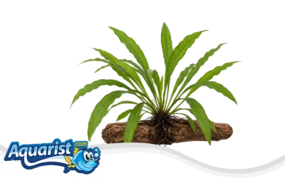 20 Easy Aquarium Plants for Beginners