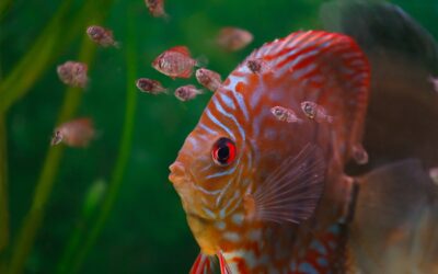 Baby Discus