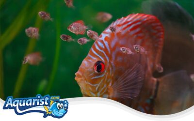 Baby Discus