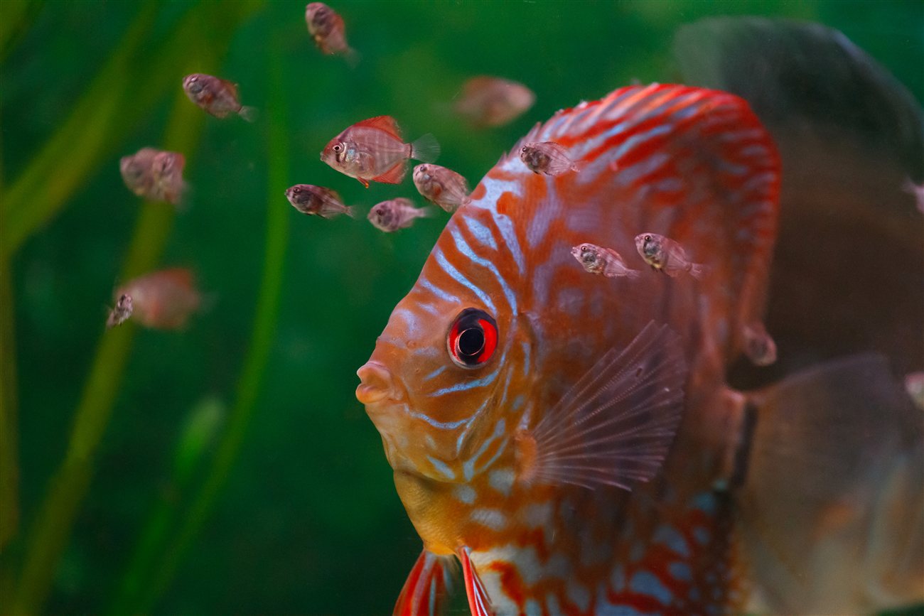 Baby Discus – Symphysodon sp Baby Discus (Symphysodon sp) in a freshwater aquarium