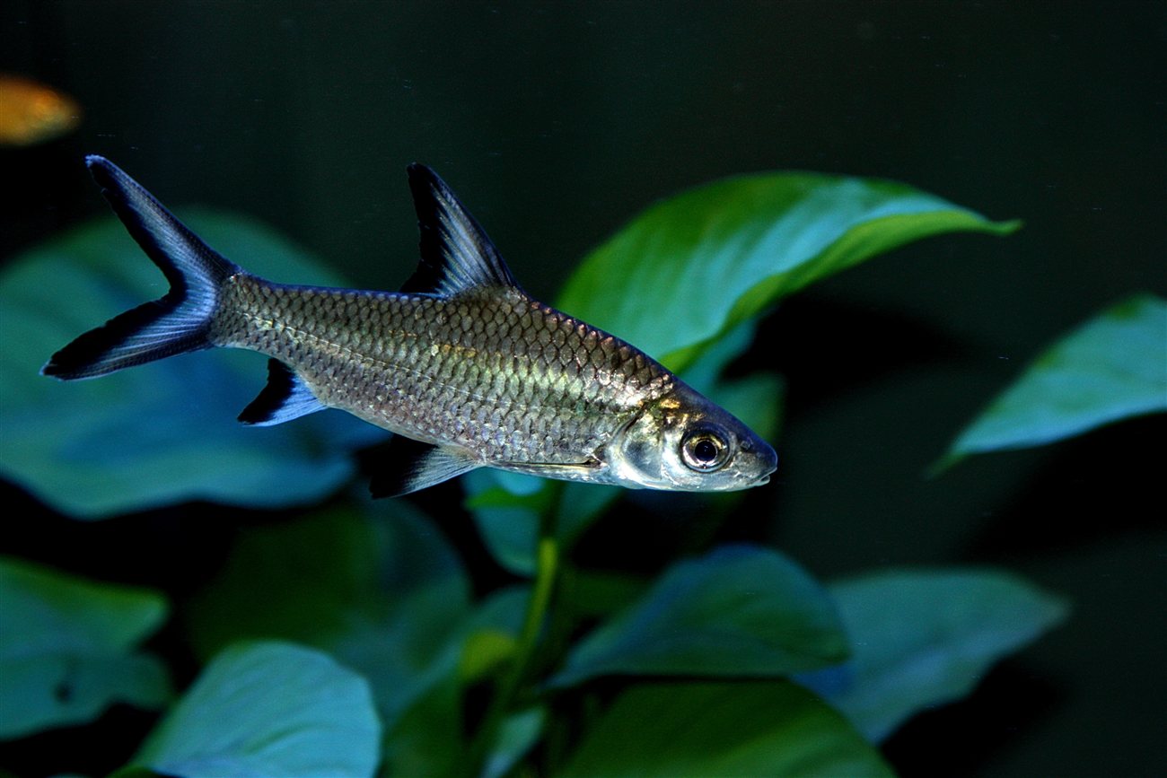 Bala Shark – Balantiocheilos melanopterus Bala Shark (Balantiocheilos melanopterus) in a freshwater aquarium