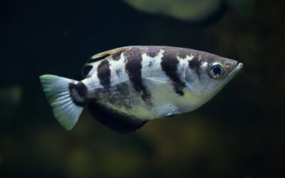 Banded Archerfish