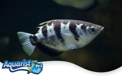 Banded Archerfish