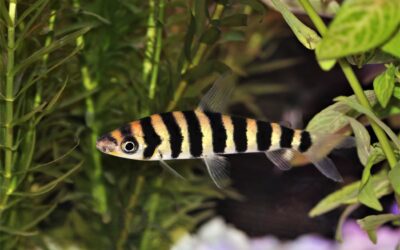Banded Leporinus