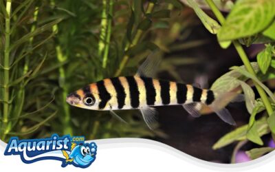 Banded Leporinus