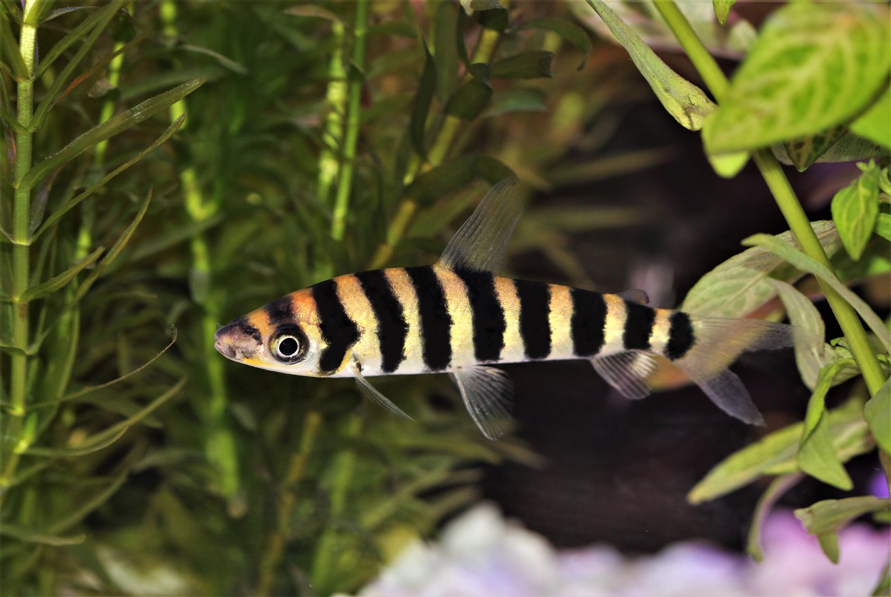 Banded Leporinus – Leporinus fasciatus Banded Leporinus (Leporinus fasciatus) in a freshwater aquarium