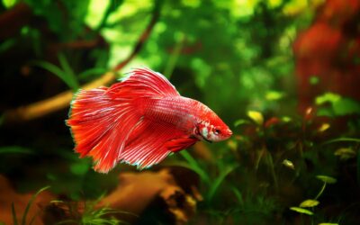 Betta
