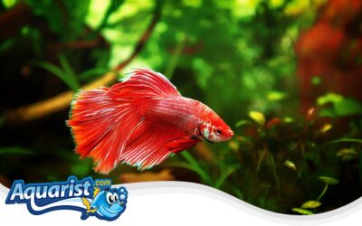 Betta