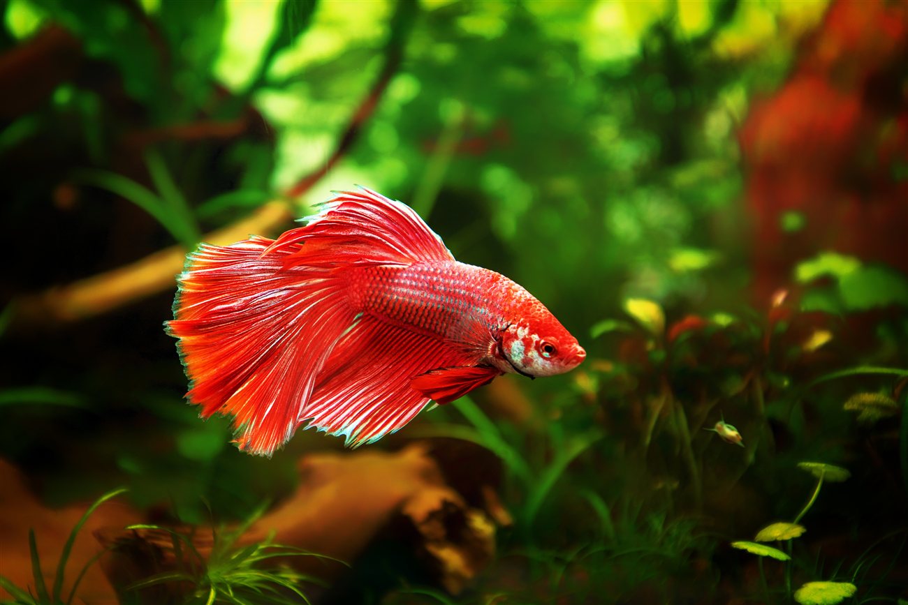 Betta – Betta splendens Betta (Betta splendens) in a freshwater aquarium