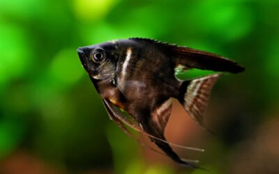 Black Angelfish