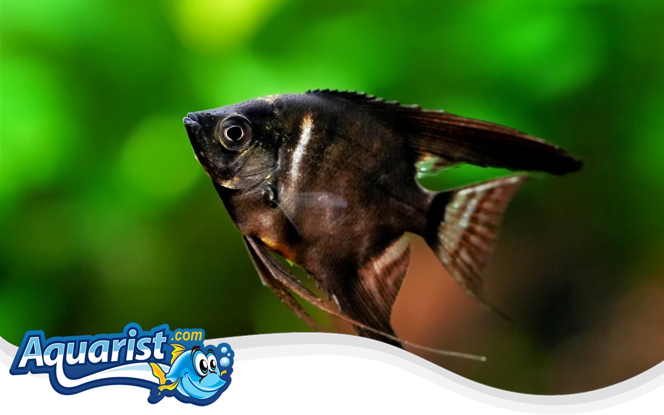 Black Angelfish (Pterophyllum scalare) in a freshwater aquarium