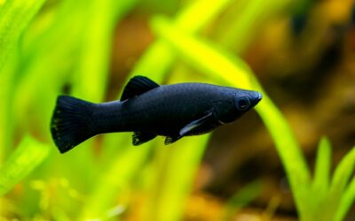 Black Molly
