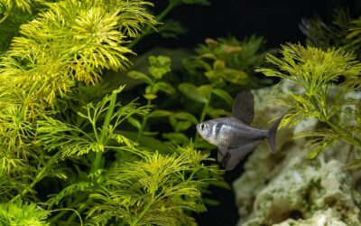 Black Phantom Tetra