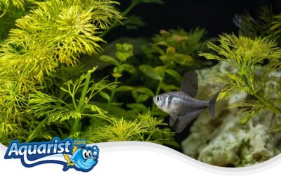 Black Phantom Tetra