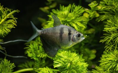 Black Skirt Tetra