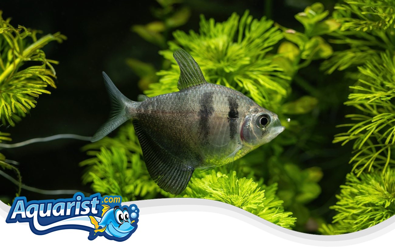 Black Skirt Tetra – Gymnocorymbus ternetzi Black Skirt Tetra (Gymnocorymbus ternetzi) in a freshwater aquarium