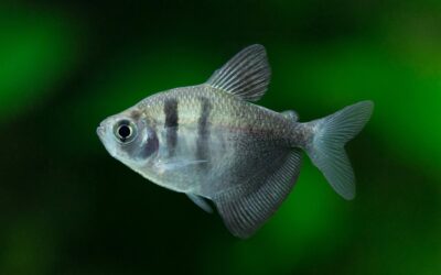 Black Widow Tetra