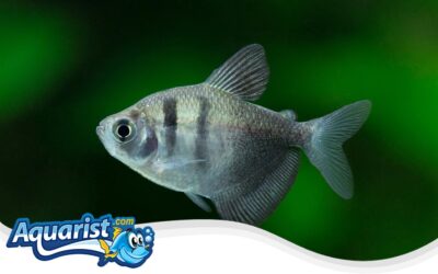 Black Widow Tetra