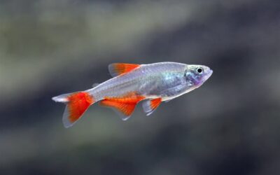 Bloodfin Tetra