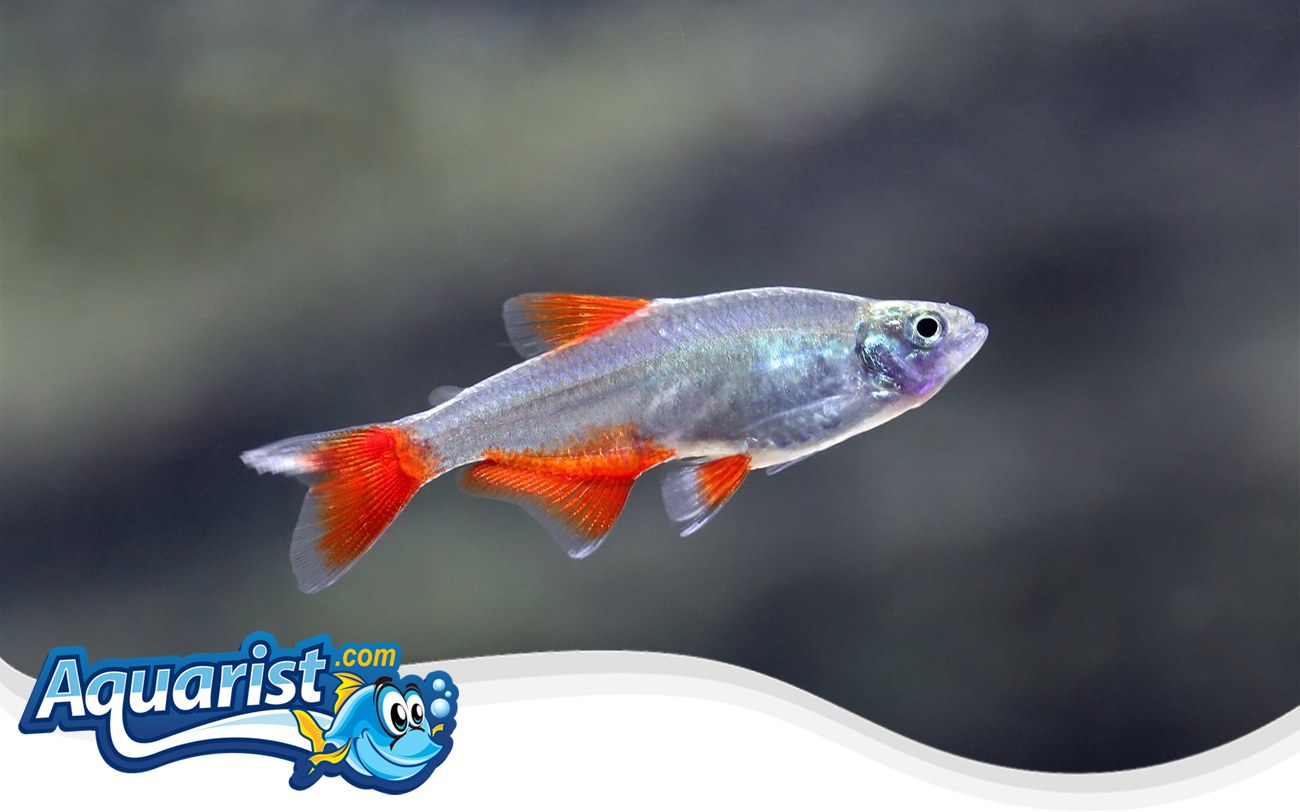 Bloodfin Tetra – Aphyocharax anisitsi Bloodfin Tetra (Aphyocharax anisitsi) in a freshwater aquarium