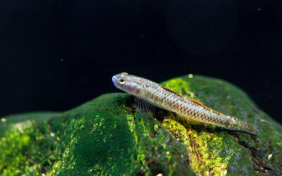 Blue Neon Goby