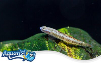Blue Neon Goby