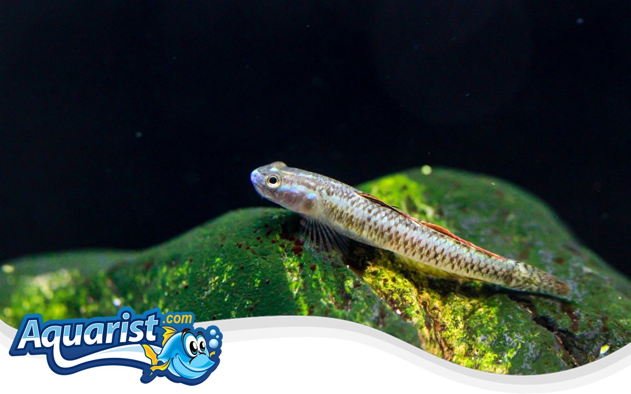 Blue Neon Goby – Stiphodon percnopterygionus Blue Neon Goby (Stiphodon percnopterygionus) in a freshwater aquarium