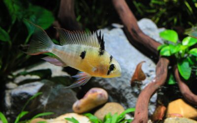 Bolivian Ram