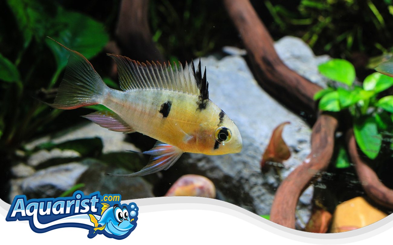 Bolivian Ram – Mikrogeophagus altispinosus Bolivian Ram (Mikrogeophagus altispinosus) in a freshwater aquarium