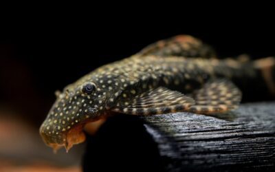 Bristlenose Pleco
