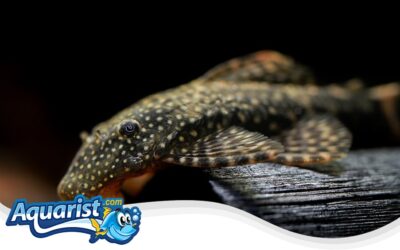 Bristlenose Pleco
