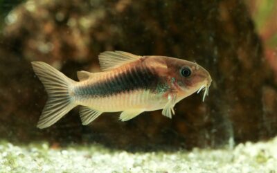 Bronze Cory