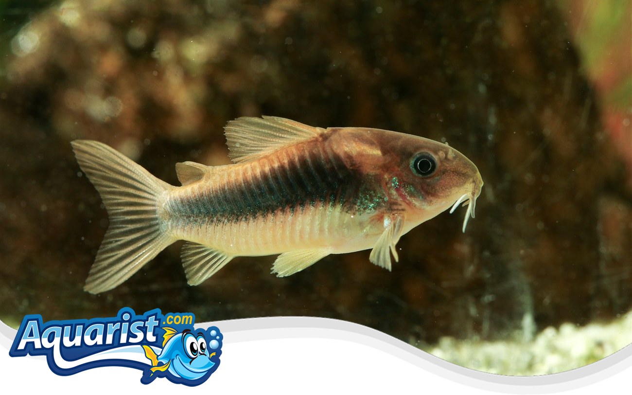 Bronze Cory – Corydoras aeneus Bronze Cory (Corydoras aeneus) in a freshwater aquarium