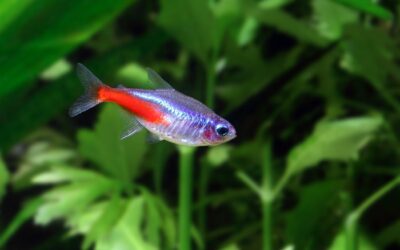 Cardinal Tetra