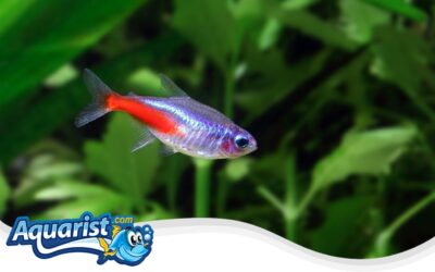Cardinal Tetra