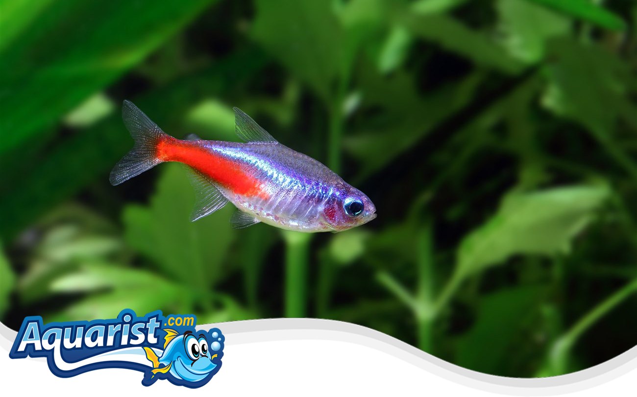Cardinal Tetra – Paracheirodon axelrodi Cardinal Tetra (Paracheirodon axelrodi) in a freshwater aquarium
