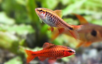 Cherry Barb