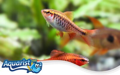 Cherry Barb