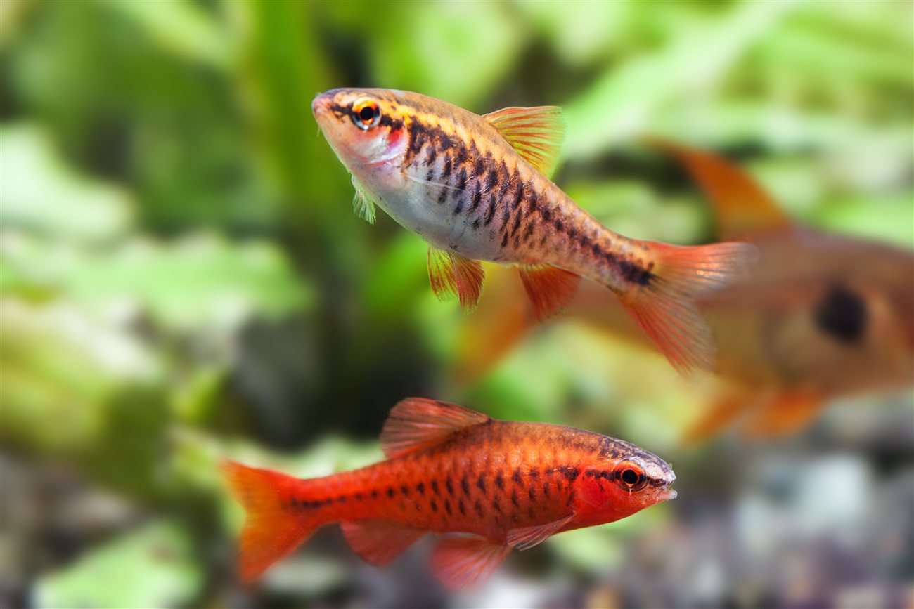 Cherry Barb – Puntius titteya Cherry Barb (Puntius titteya) in a freshwater aquarium