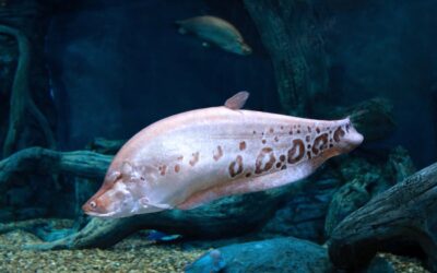 Clown Knifefish
