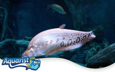 Clown Knifefish
