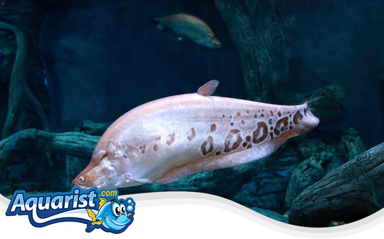 Clown Knifefish – Chitala ornata Clown Knifefish (Chitala ornata) in a freshwater aquarium