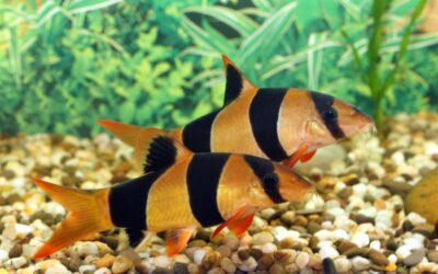 Clown Loach